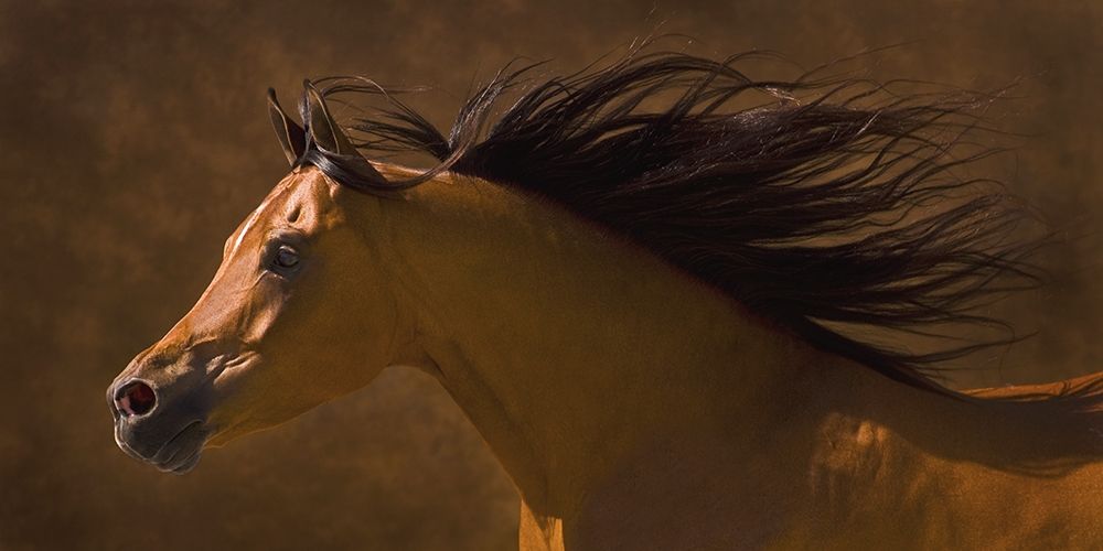 Arabian Runner art print by Robert Dawson for $57.95 CAD
