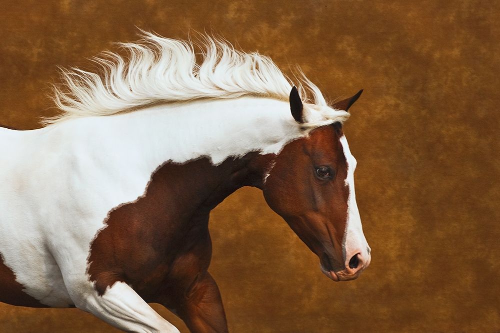 My Little Bella art print by Robert Dawson for $57.95 CAD