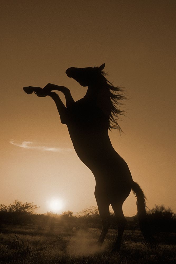 Rearing Horse Silhouette art print by Robert Dawson for $57.95 CAD