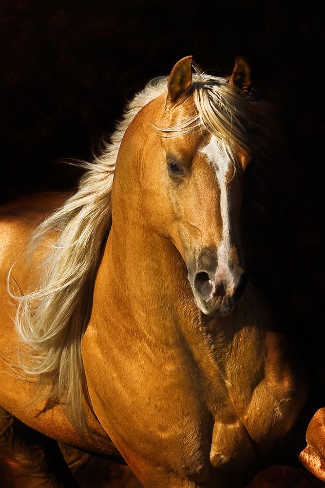 Sherrys Boy art print by Robert Dawson for $57.95 CAD