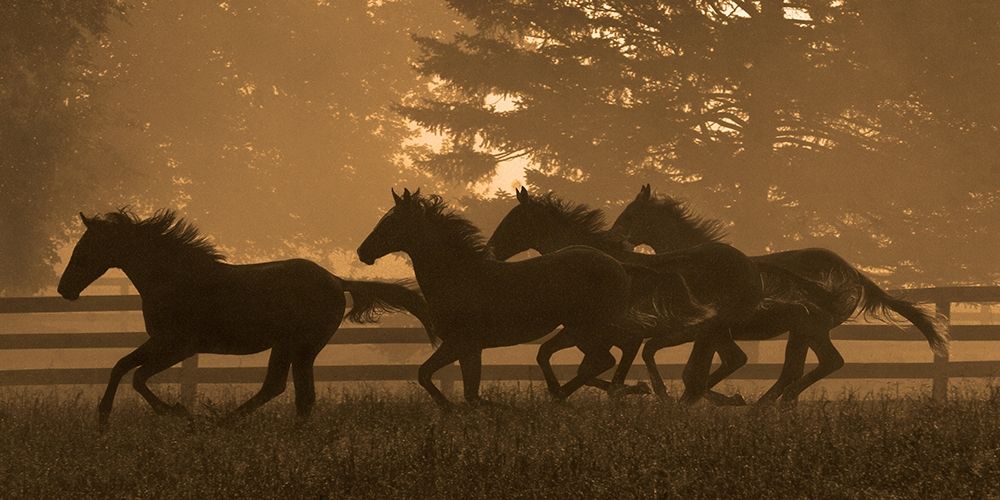 Running For Home II art print by Robert Dawson for $57.95 CAD