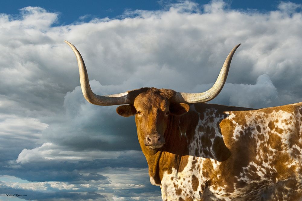 Texas Longhorn ~ Color art print by Robert Dawson for $57.95 CAD