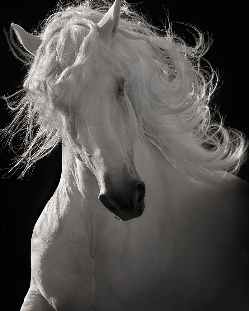 The Lusitano Dancer art print by Robert Dawson for $57.95 CAD