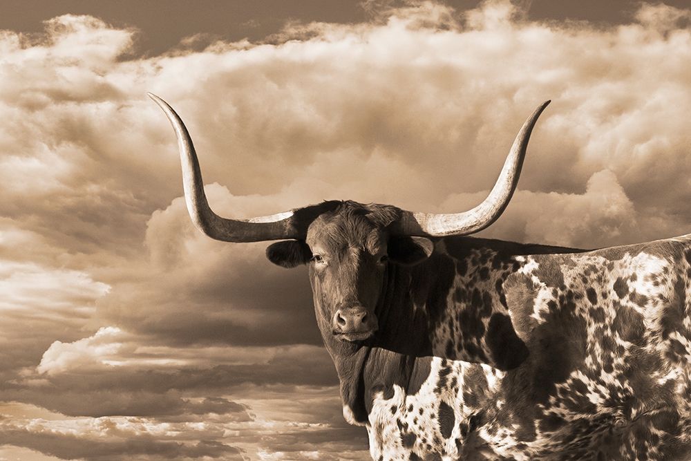 Texas Longhorn ~ Sepia art print by Robert Dawson for $57.95 CAD