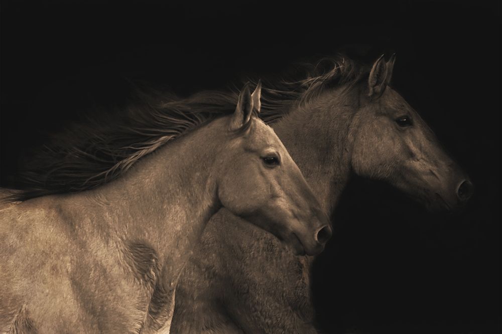 Young Mustangs art print by Robert Dawson for $57.95 CAD