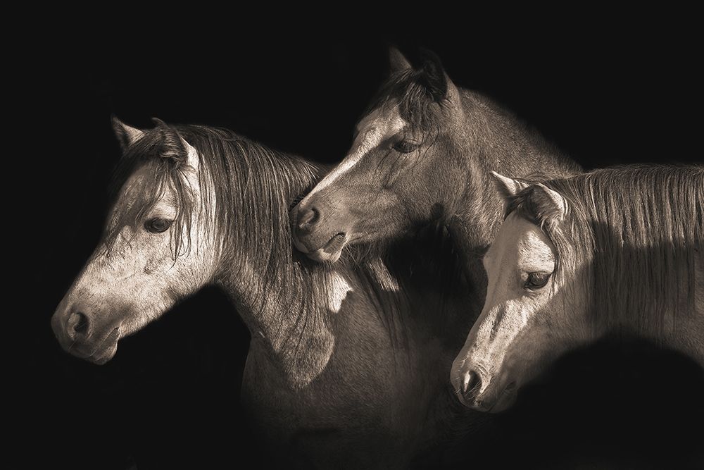 Three Ponies art print by Robert Dawson for $57.95 CAD