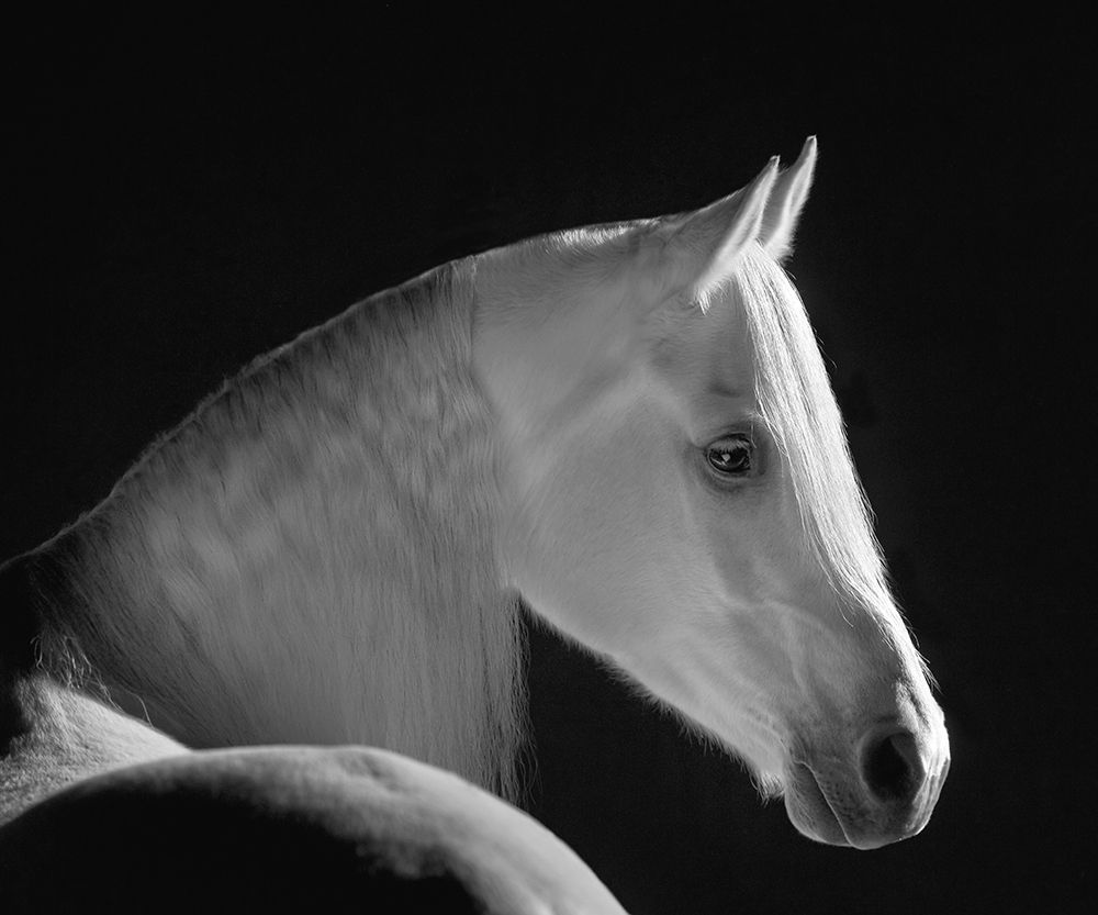 White Shadow art print by Robert Dawson for $57.95 CAD