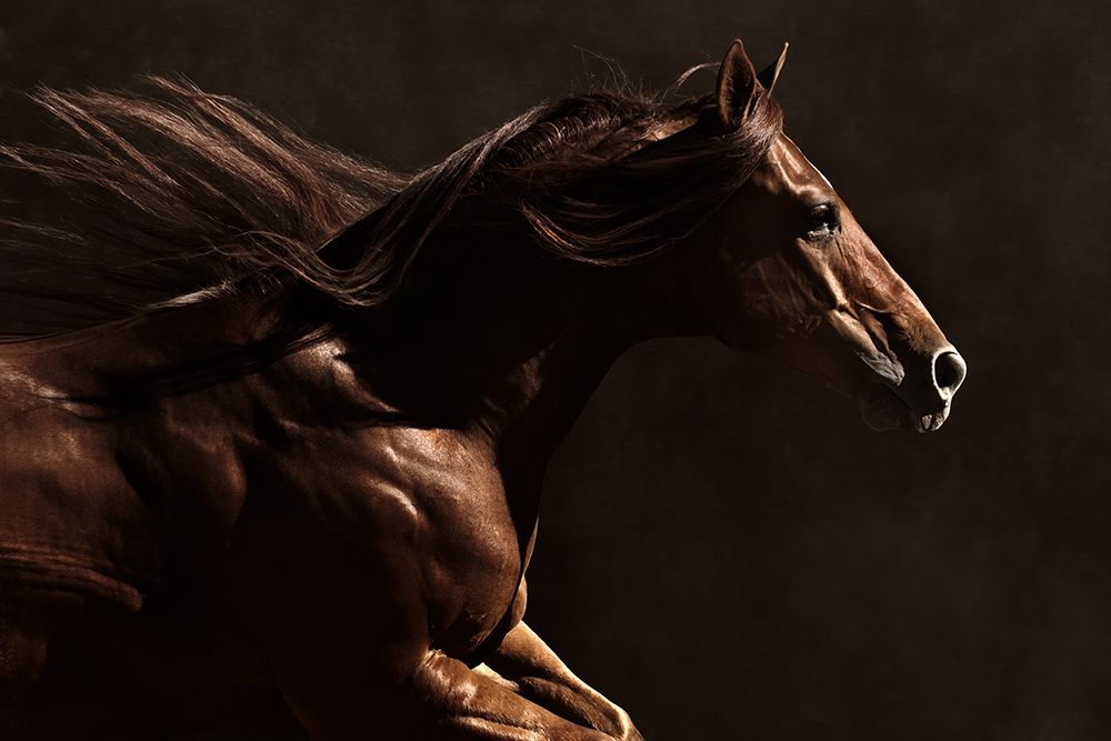 Into the Wind art print by Robert Dawson for $57.95 CAD