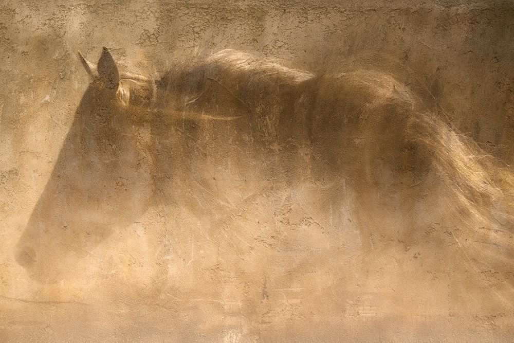 The Quarter Horse art print by Robert Dawson for $57.95 CAD