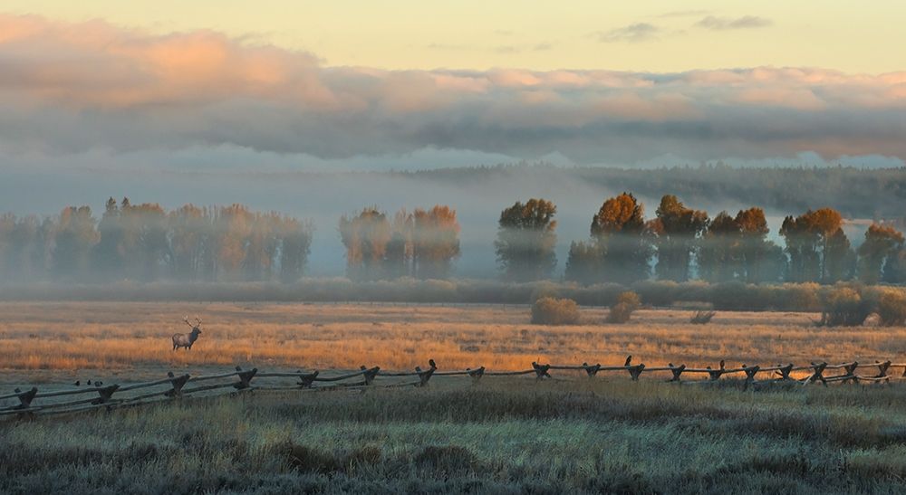 In the Morning Mist art print by Robert Dawson for $57.95 CAD