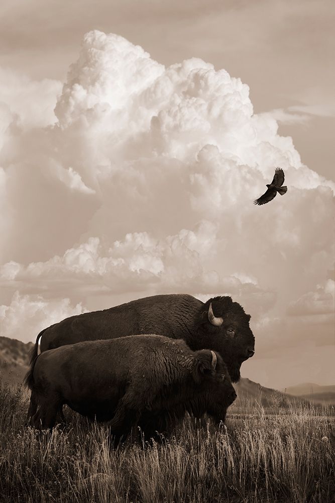 The American Buffalo art print by Robert Dawson for $57.95 CAD