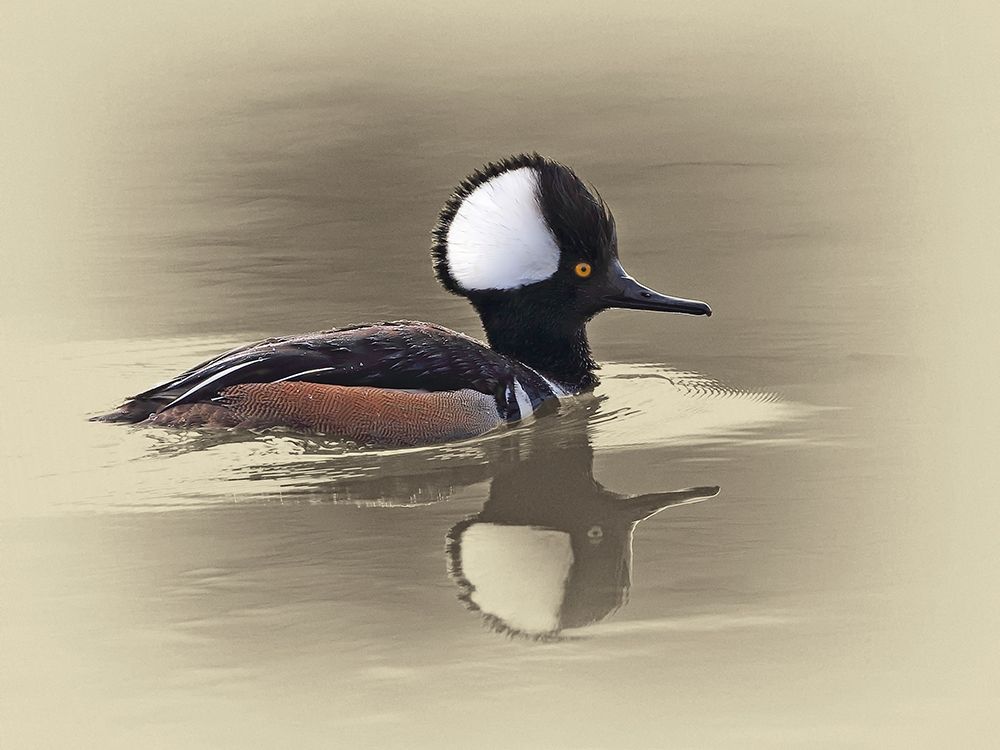Hooded Merganser art print by Jim Brown for $57.95 CAD