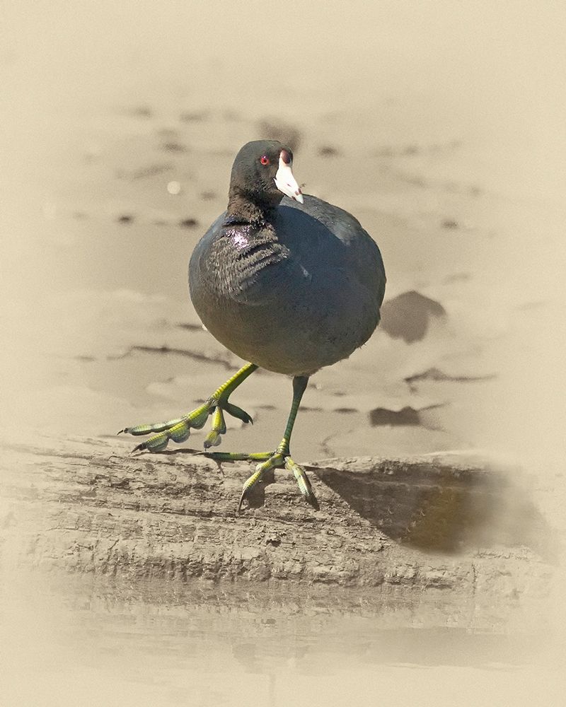 American Coot art print by Jim Brown for $57.95 CAD