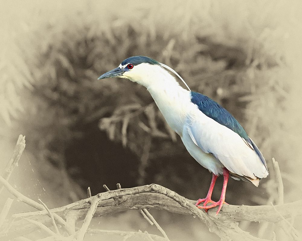 Black Crowned Night Heron art print by Jim Brown for $57.95 CAD