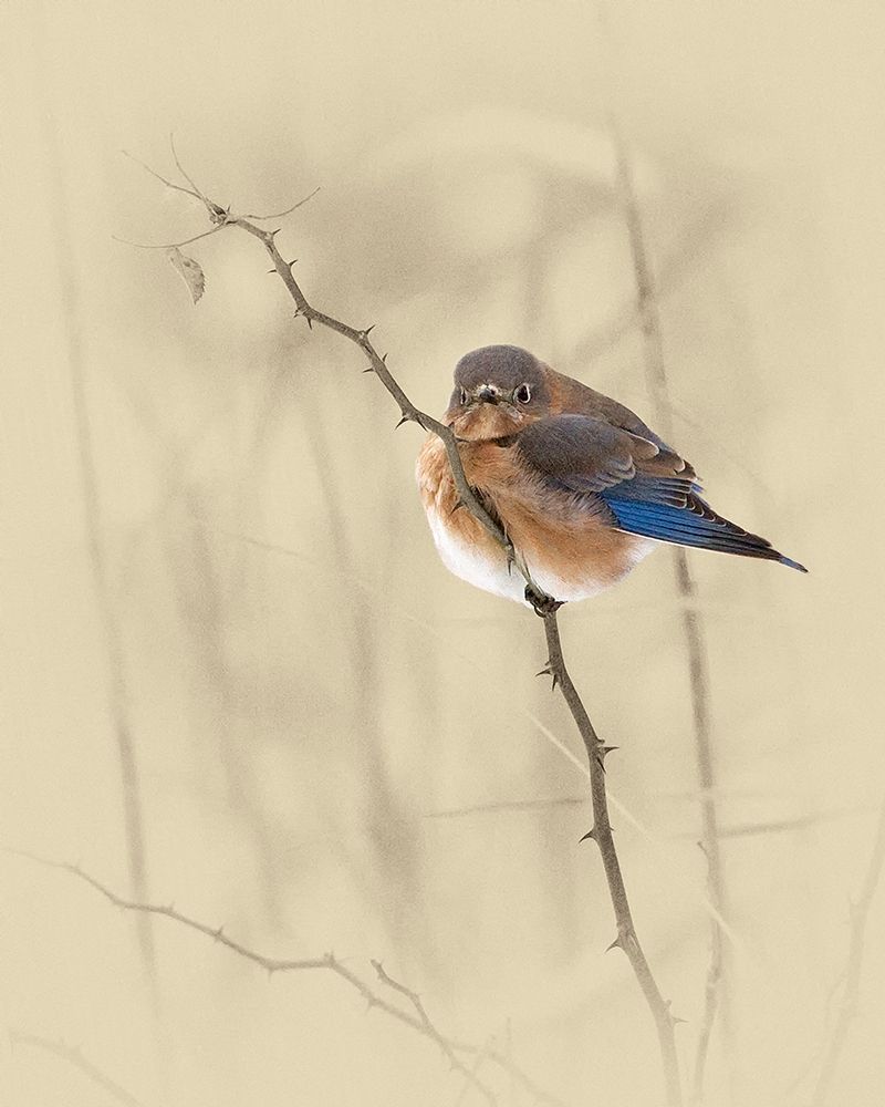 Bluebird art print by Jim Brown for $57.95 CAD