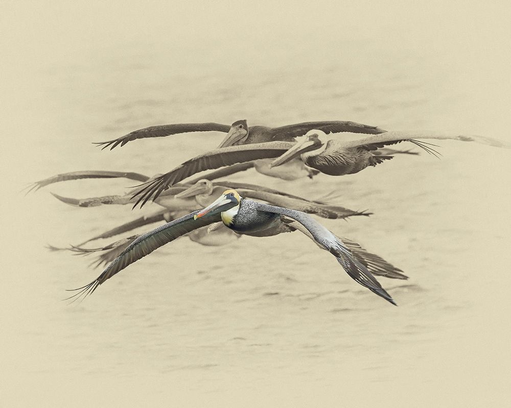 Brown Pelicans art print by Jim Brown for $57.95 CAD