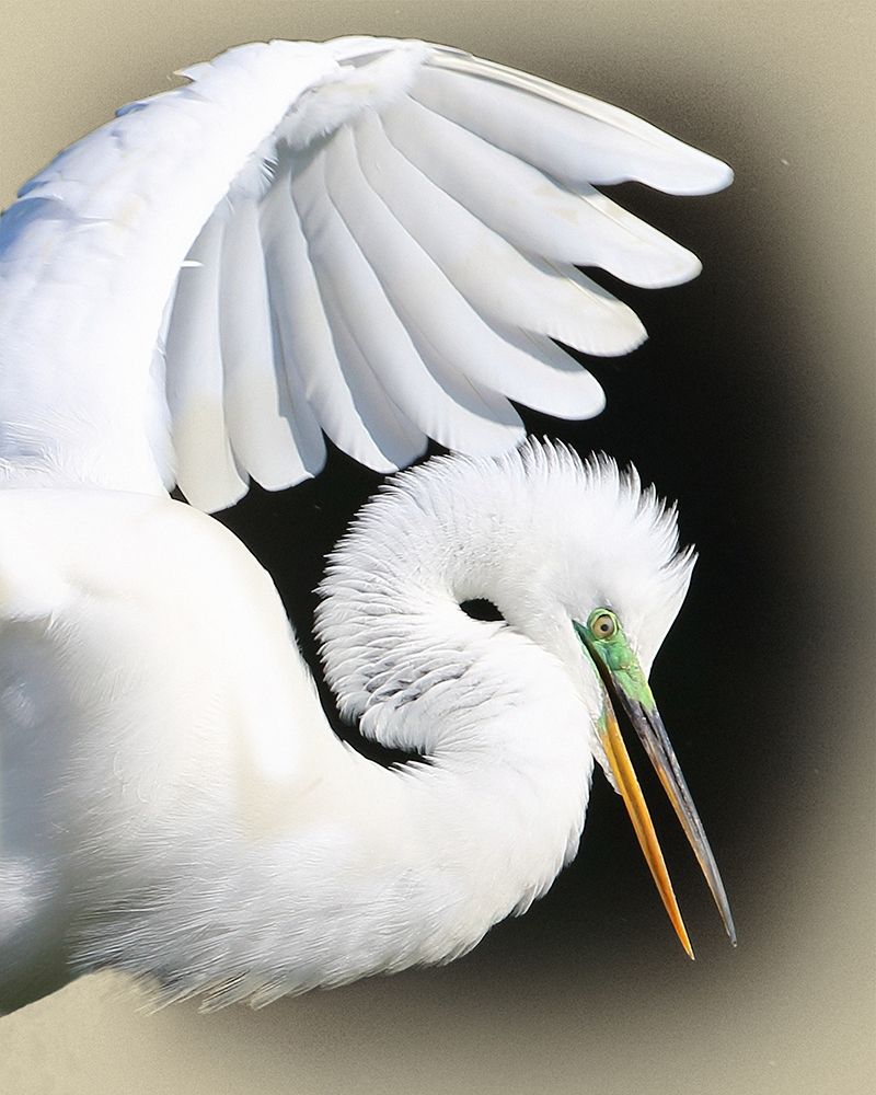 Great Egret Portrait art print by Jim Brown for $57.95 CAD