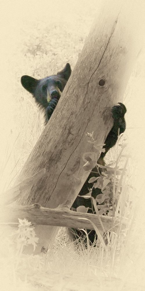 Hello Black Bear art print by Jim Brown for $57.95 CAD