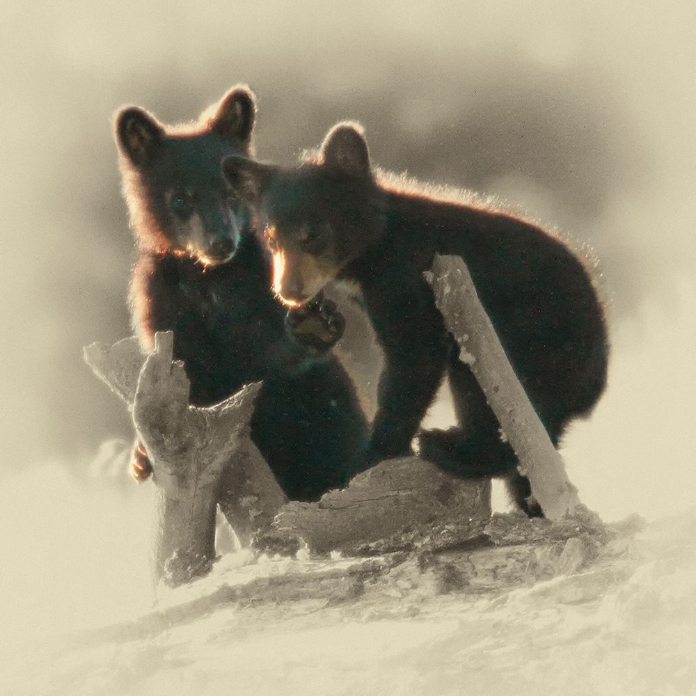 Morning Playtime art print by Jim Brown for $57.95 CAD