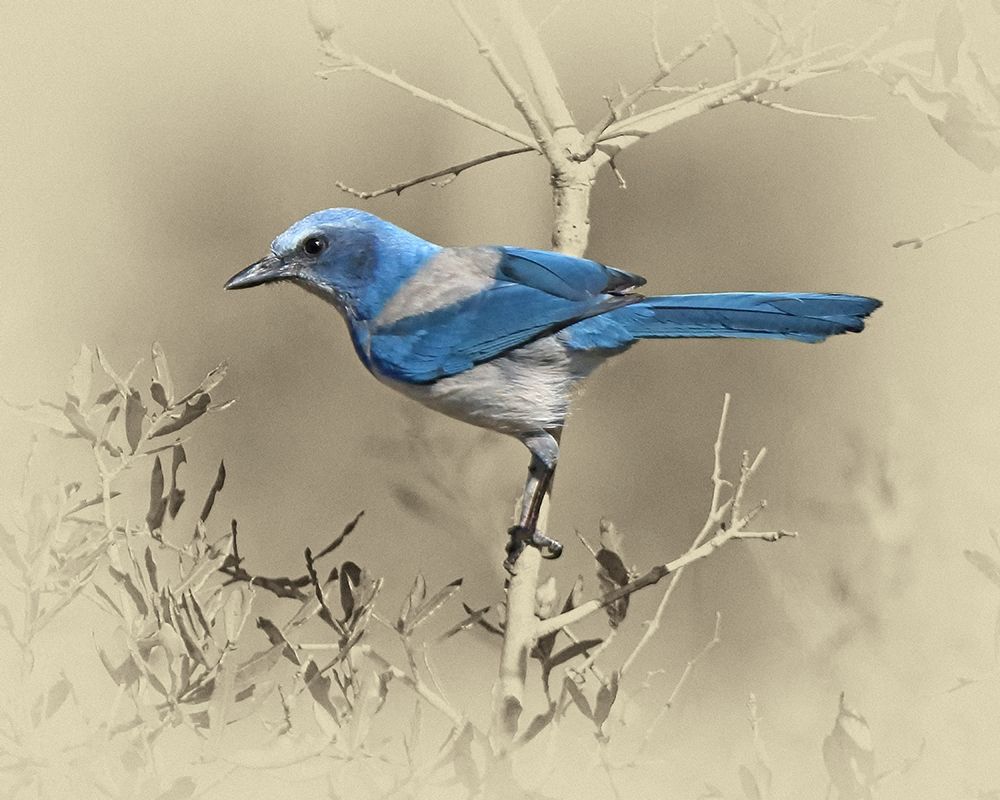 Scrub Jay art print by Jim Brown for $57.95 CAD