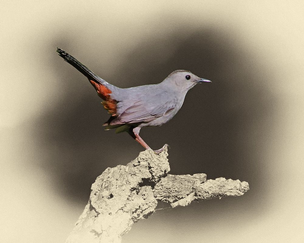 Cat Bird art print by Jim Brown for $57.95 CAD