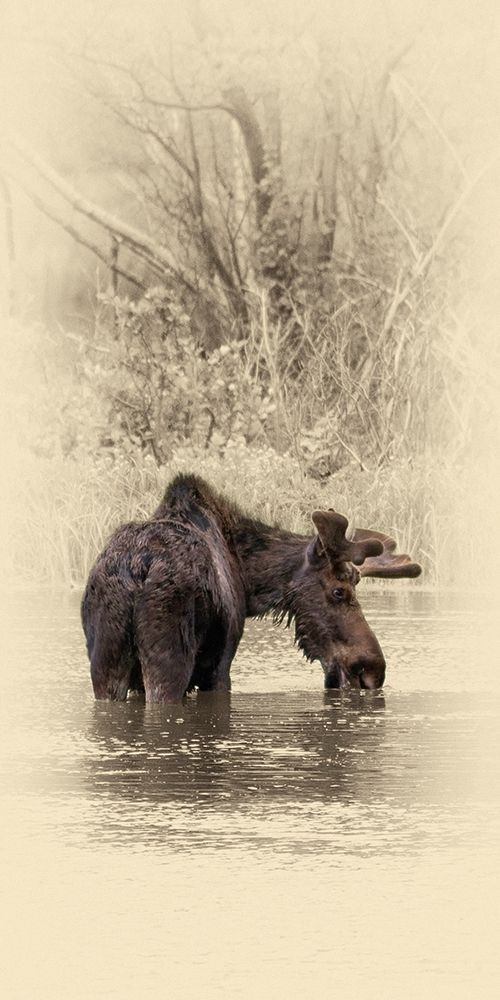 Moose II art print by Jim Brown for $57.95 CAD