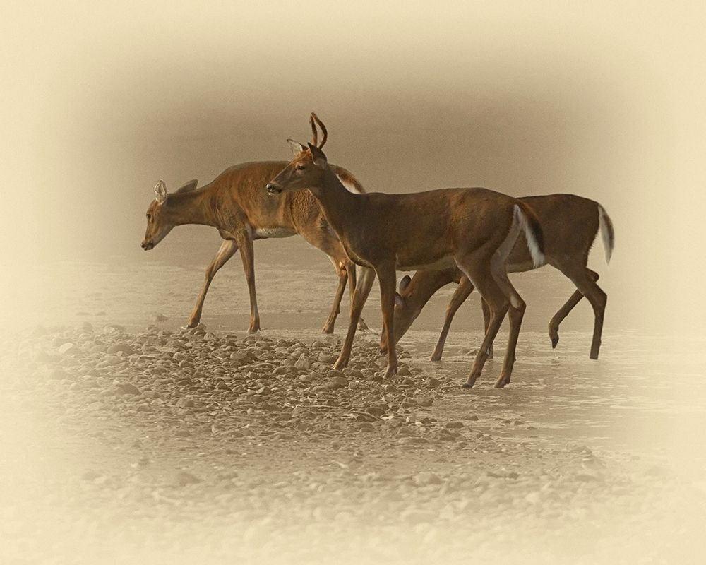 Early Morning art print by Jim Brown for $57.95 CAD