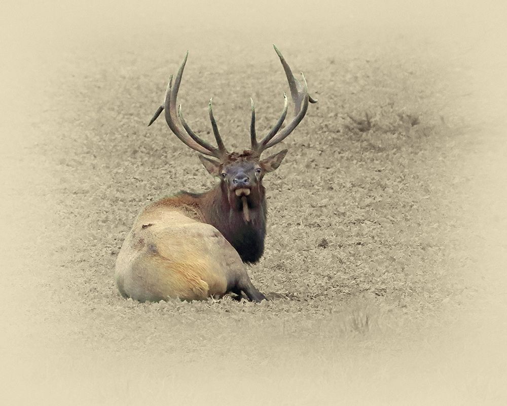 Bull Elk At Rest art print by Jim Brown for $57.95 CAD