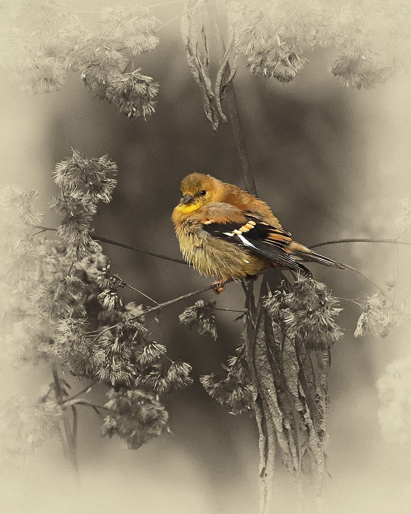 Gold Fiinch art print by Jim Brown for $57.95 CAD