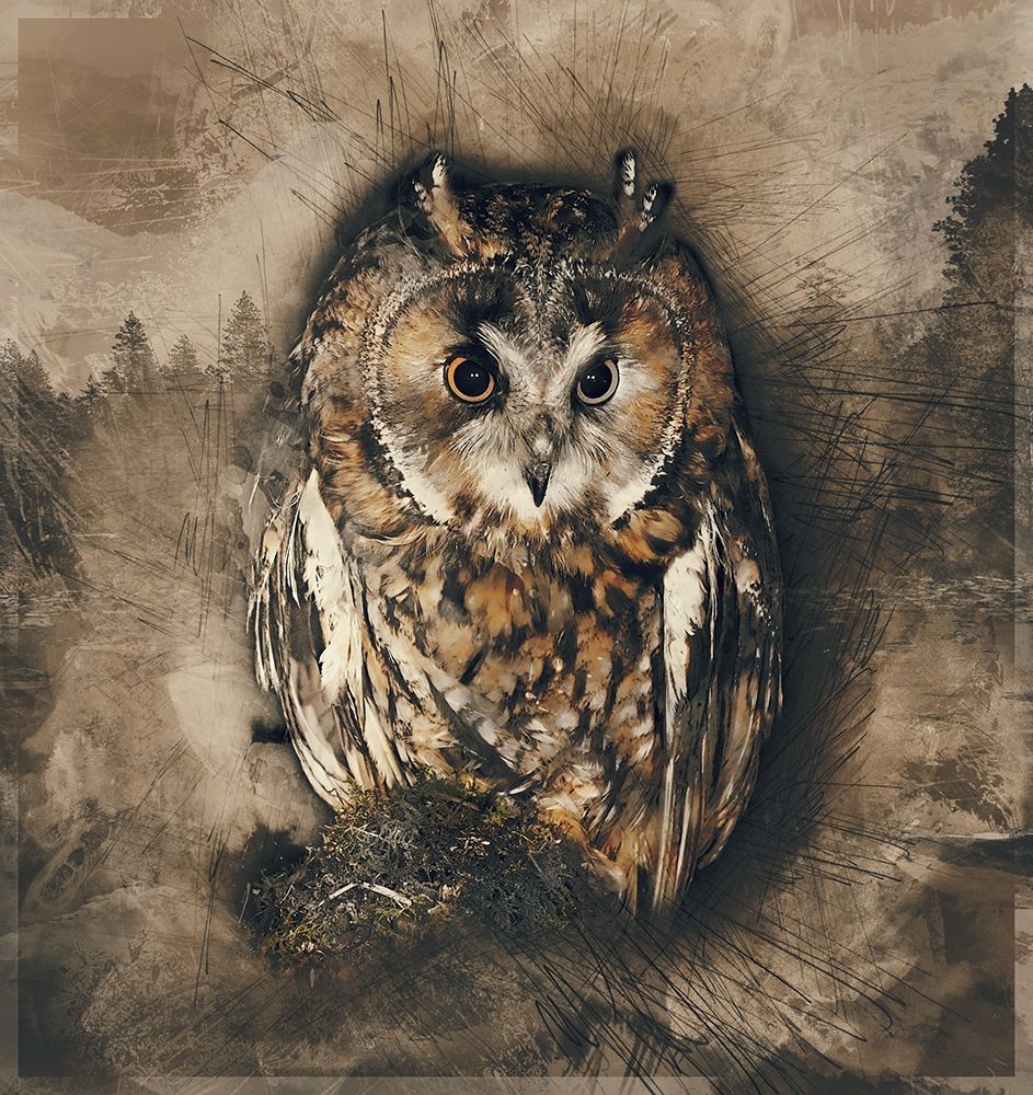 Owl In the Wild art print by Ronald Bolokofsky for $57.95 CAD