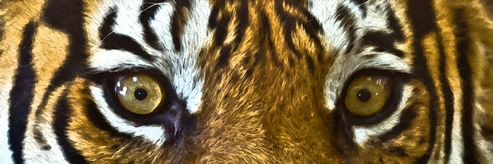 Tiger Eyes art print by Ronald Bolokofsky for $57.95 CAD