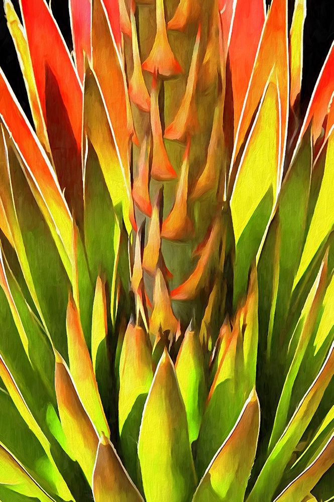 Agave I art print by Ronald Bolokofsky for $57.95 CAD