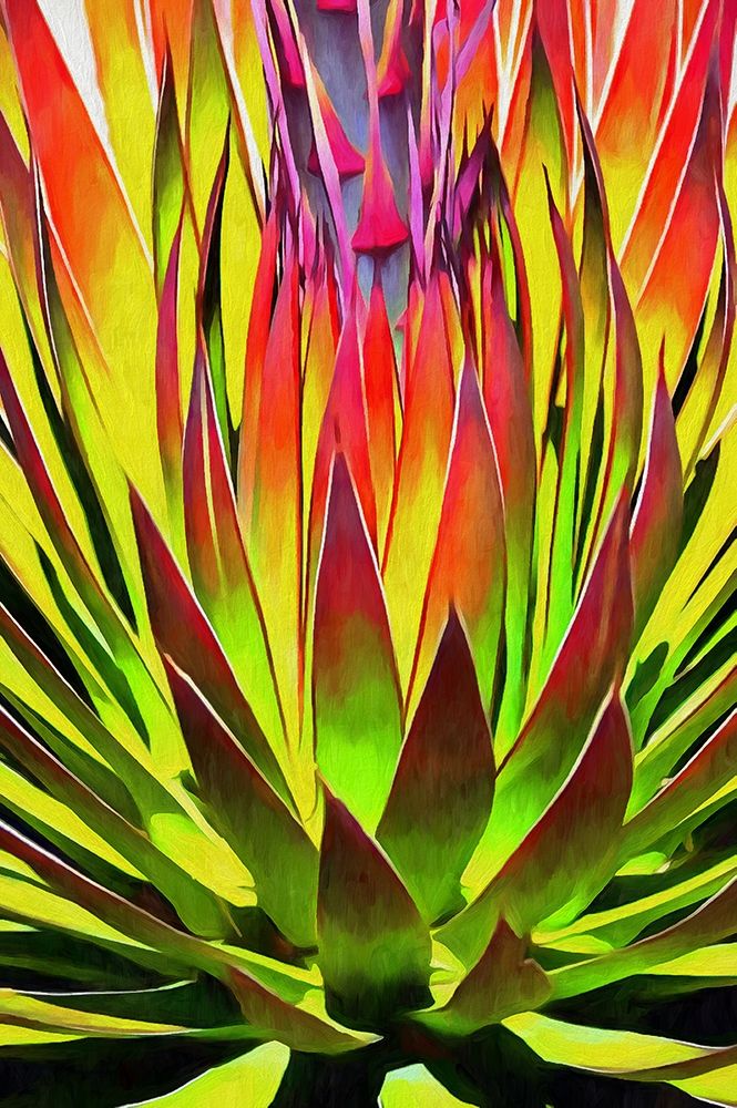 Agave II art print by Ronald Bolokofsky for $57.95 CAD