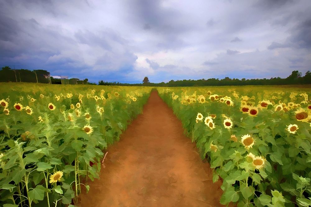 Sunflower Field art print by Ronald Bolokofsky for $57.95 CAD