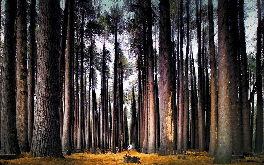 Into the Forest art print by Ronald Bolokofsky for $57.95 CAD