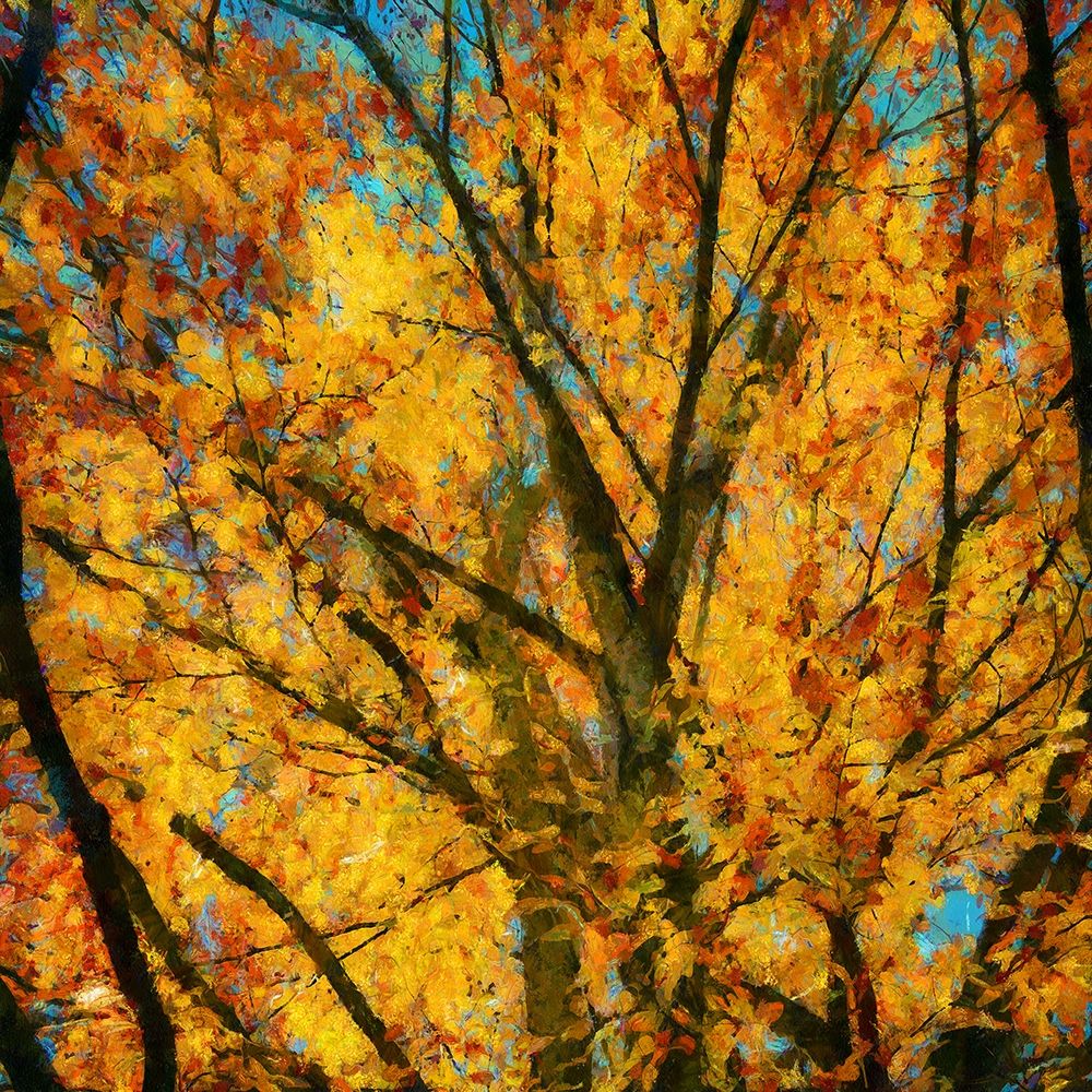 Autumn Leaves II art print by Ronald Bolokofsky for $57.95 CAD