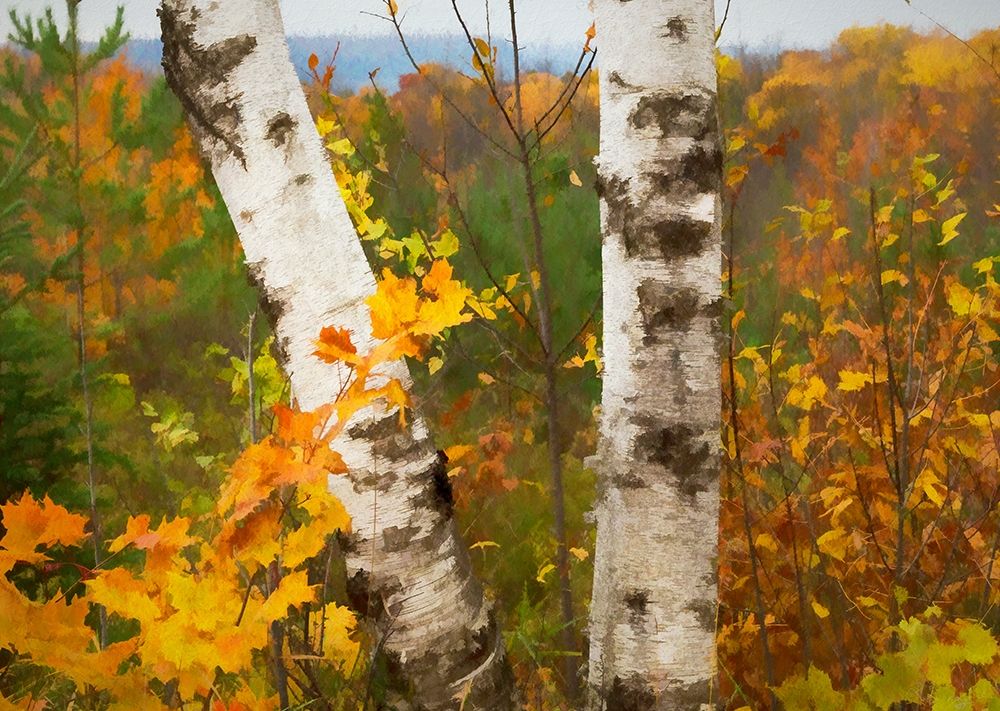 Birch Trees art print by Ronald Bolokofsky for $57.95 CAD