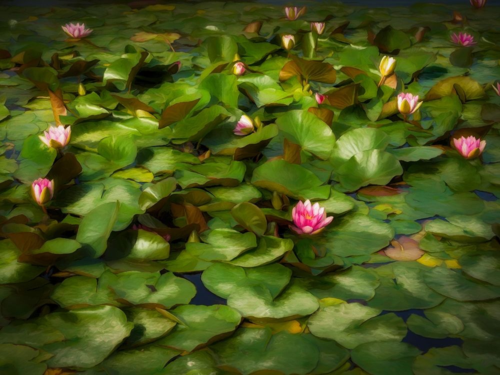 Lily Pads I art print by Ronald Bolokofsky for $57.95 CAD