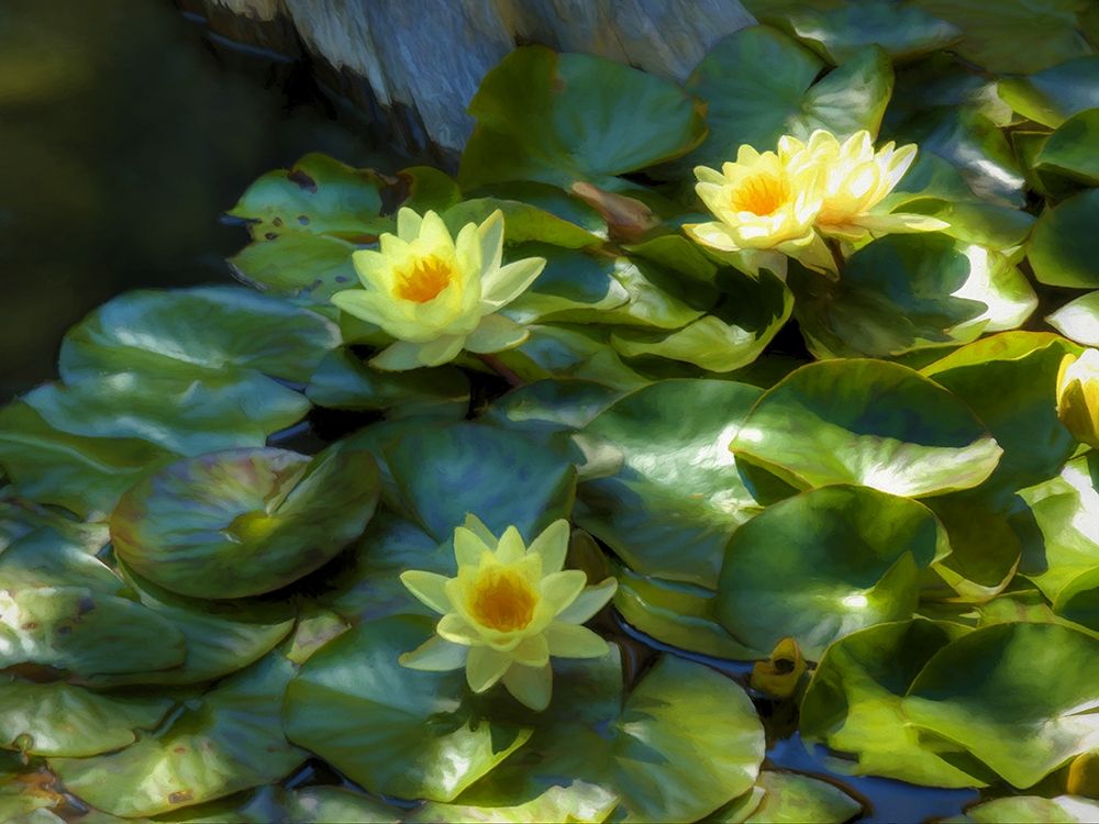 Lily Pads II art print by Ronald Bolokofsky for $57.95 CAD