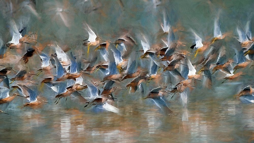 Long Billed Dowitcher art print by Ronald Bolokofsky for $57.95 CAD