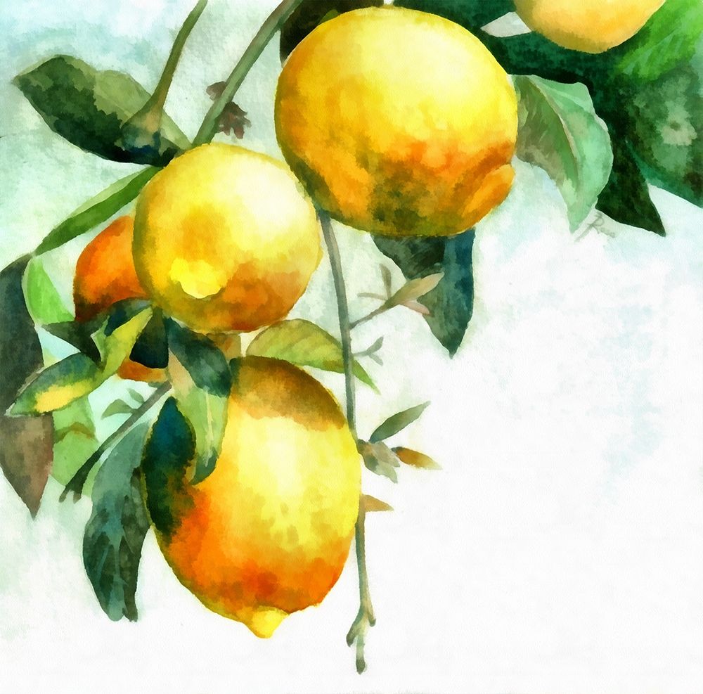 Lemons art print by Ronald Bolokofsky for $57.95 CAD