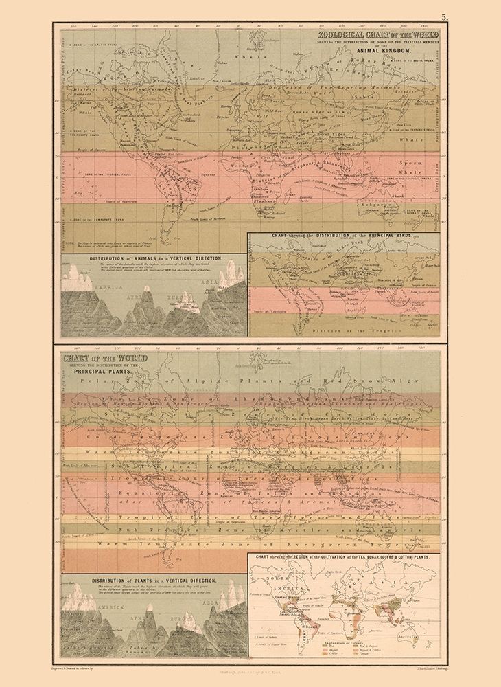 Zoological Chart World - Black 1867 art print by Black for $57.95 CAD