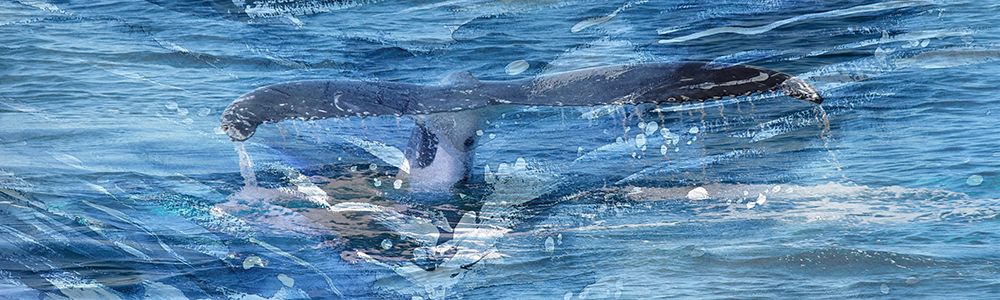 Whale Tail art print by Jamie Phillip for $57.95 CAD