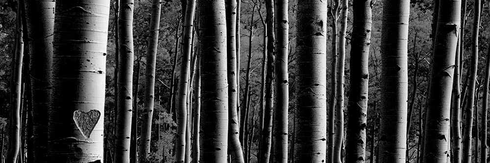 Love Tree 1 art print by Jamie Phillip for $57.95 CAD