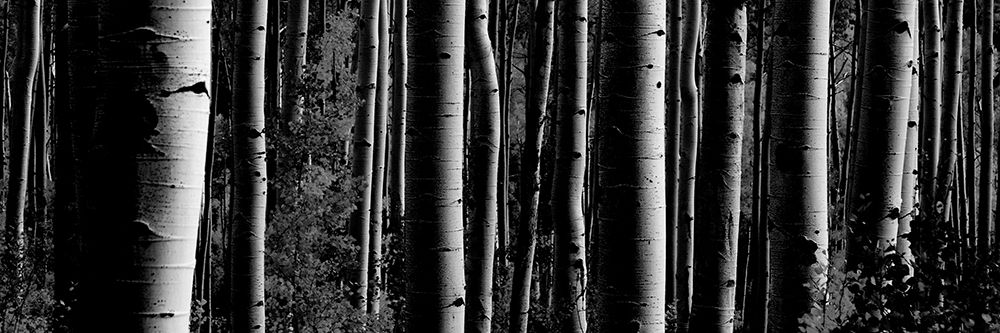 Love Tree 2 art print by Jamie Phillip for $57.95 CAD