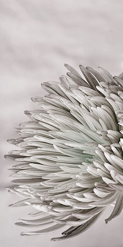 Aroma 1 art print by Jamie Phillip for $57.95 CAD