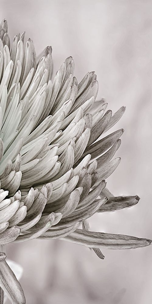 Aroma 2 art print by Jamie Phillip for $57.95 CAD