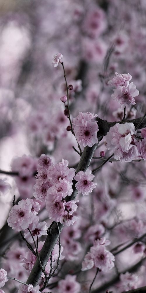 Beautiful Pink 2 art print by Jamie Phillip for $57.95 CAD