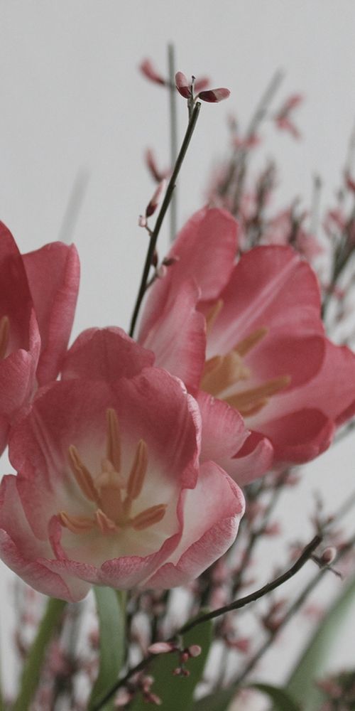 Planet tulip art print by Jamie Phillip for $57.95 CAD
