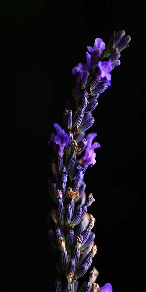 Midnight Lavender art print by Jamie Phillip for $57.95 CAD